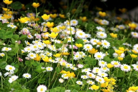 fleurs, la nature, été