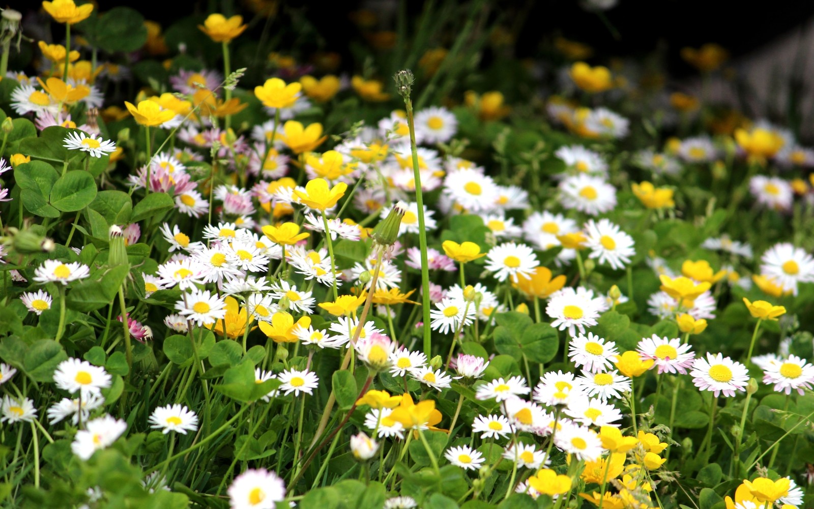 natur, sommer, blomster