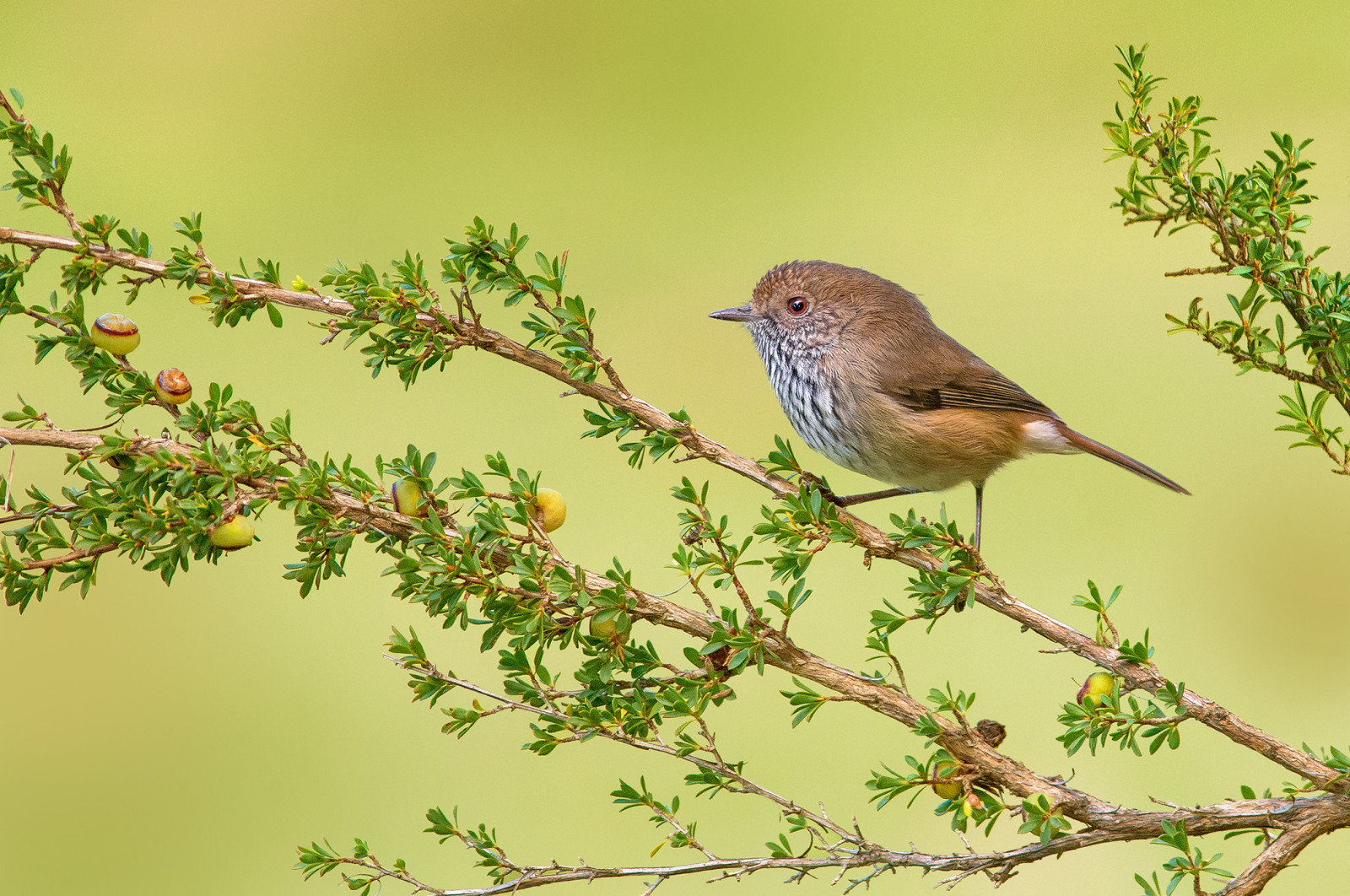 tree, branches, bird, Brown Thornbill