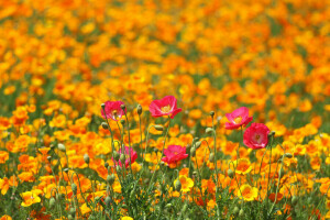 fält, blommor, maki, äng, vår