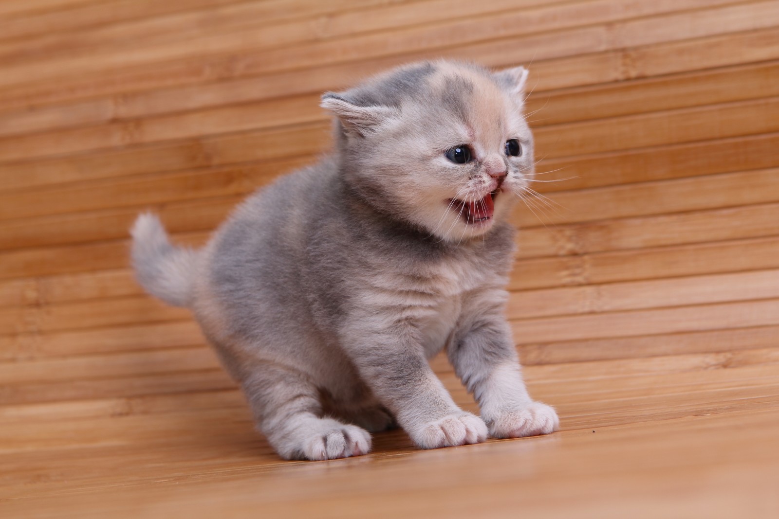 dieťa, mačiatko, British Shorthair, pisklya