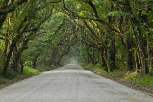 paisaje, la carretera, arboles