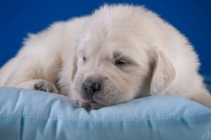 bambino, carino, Golden retriever, cuscino, cucciolo