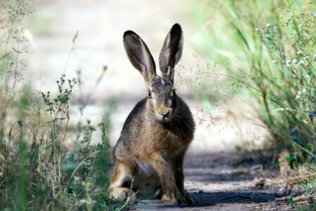 hare, natur, sommar