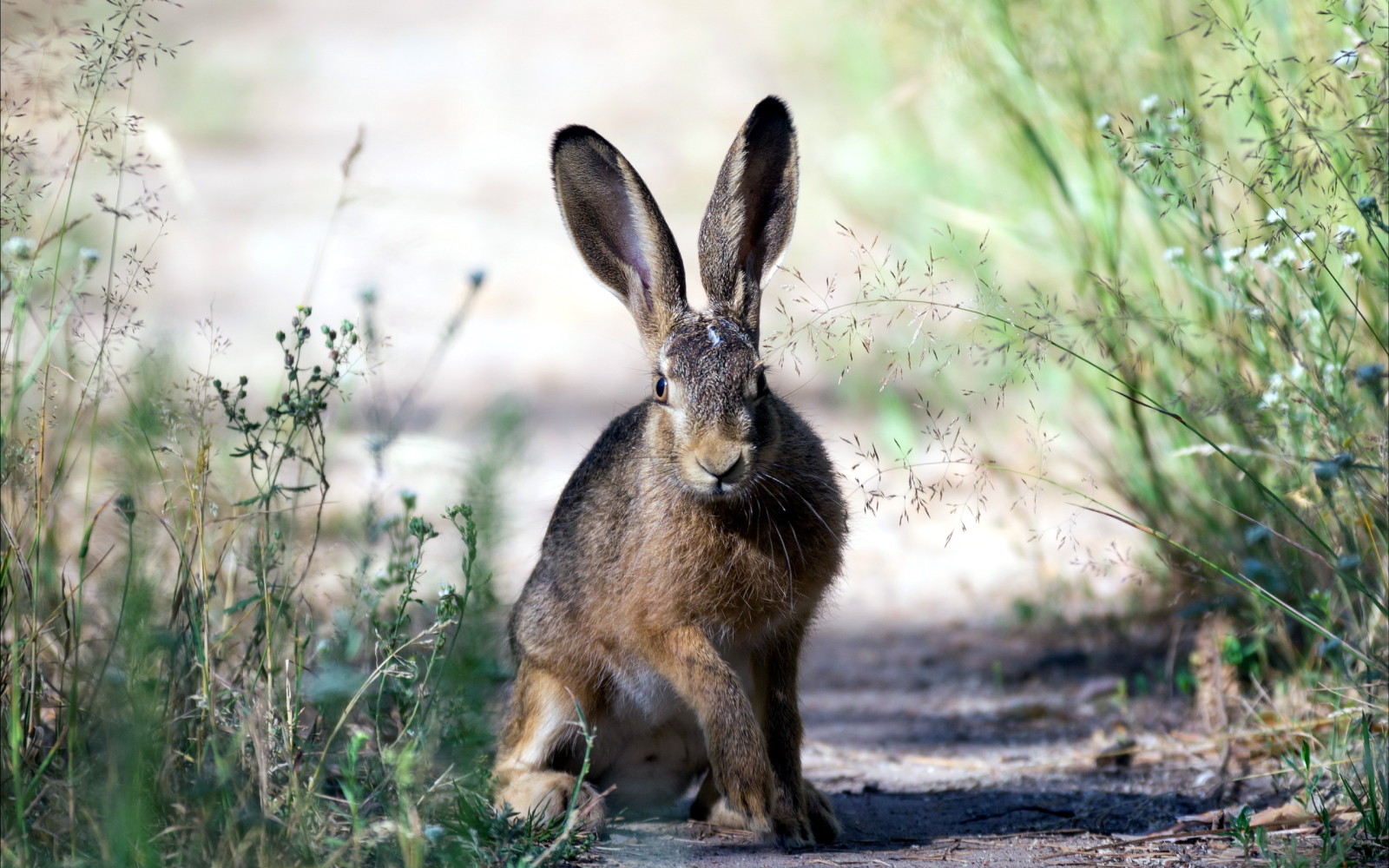 nature, summer, hare