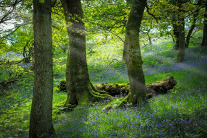 blomster, Skov, græs, hældning, træer