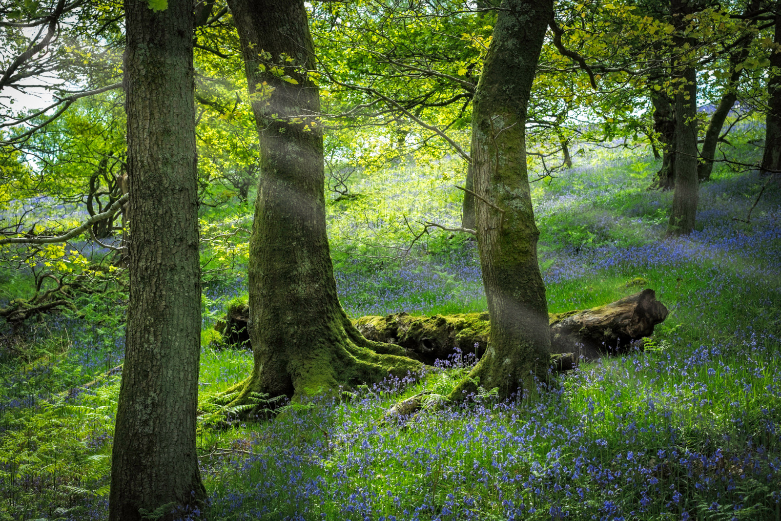 Woud, gras, bomen, bloemen, helling