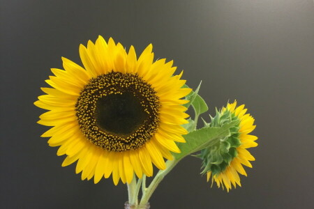 background, nature, sunflower