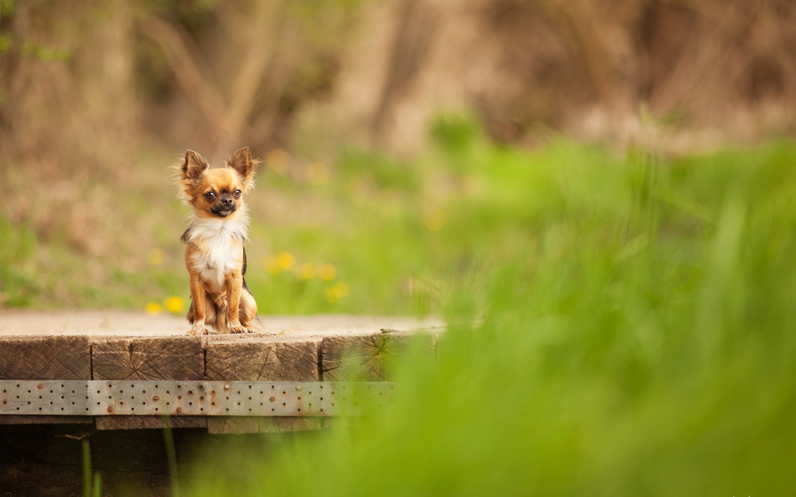 fundo, cachorro, Ponte