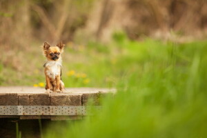 achtergrond, Brug, hond