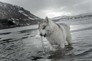 hond, natuur, water