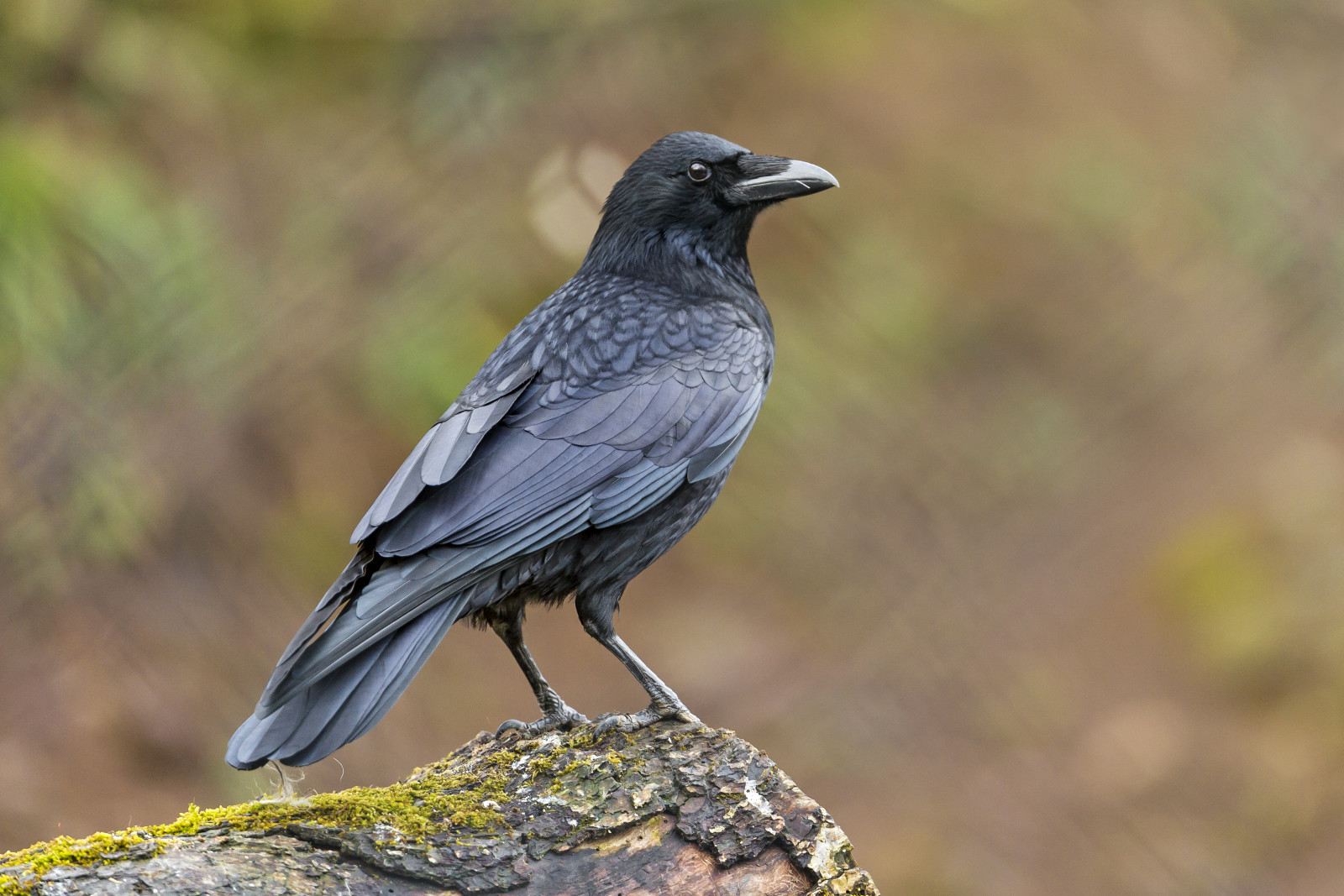 pájaro, cuervo, musgo, © Tambako El Jaguar