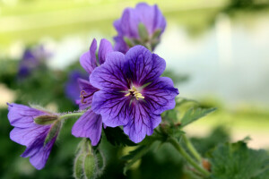 Contexte, fleur, fleurs, violet