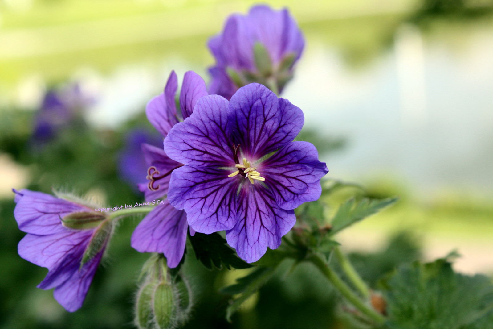 Hintergrund, Blumen, Blume, lila