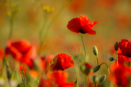 campo, Maki, prato, natura, petali, stelo