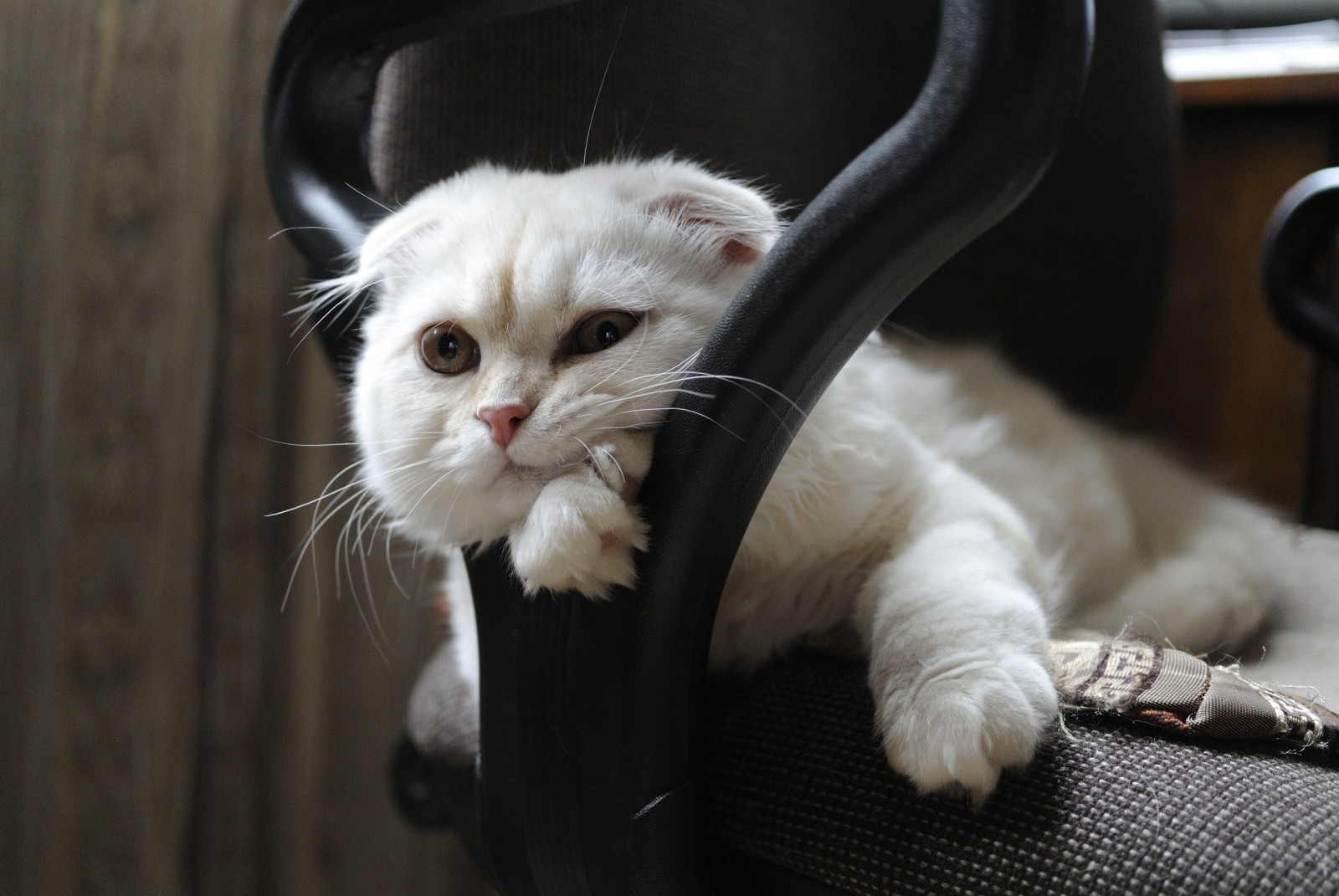 Κοίτα, ρύγχος, Scottish fold