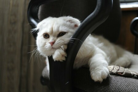 Guarda, museruola, Scottish fold