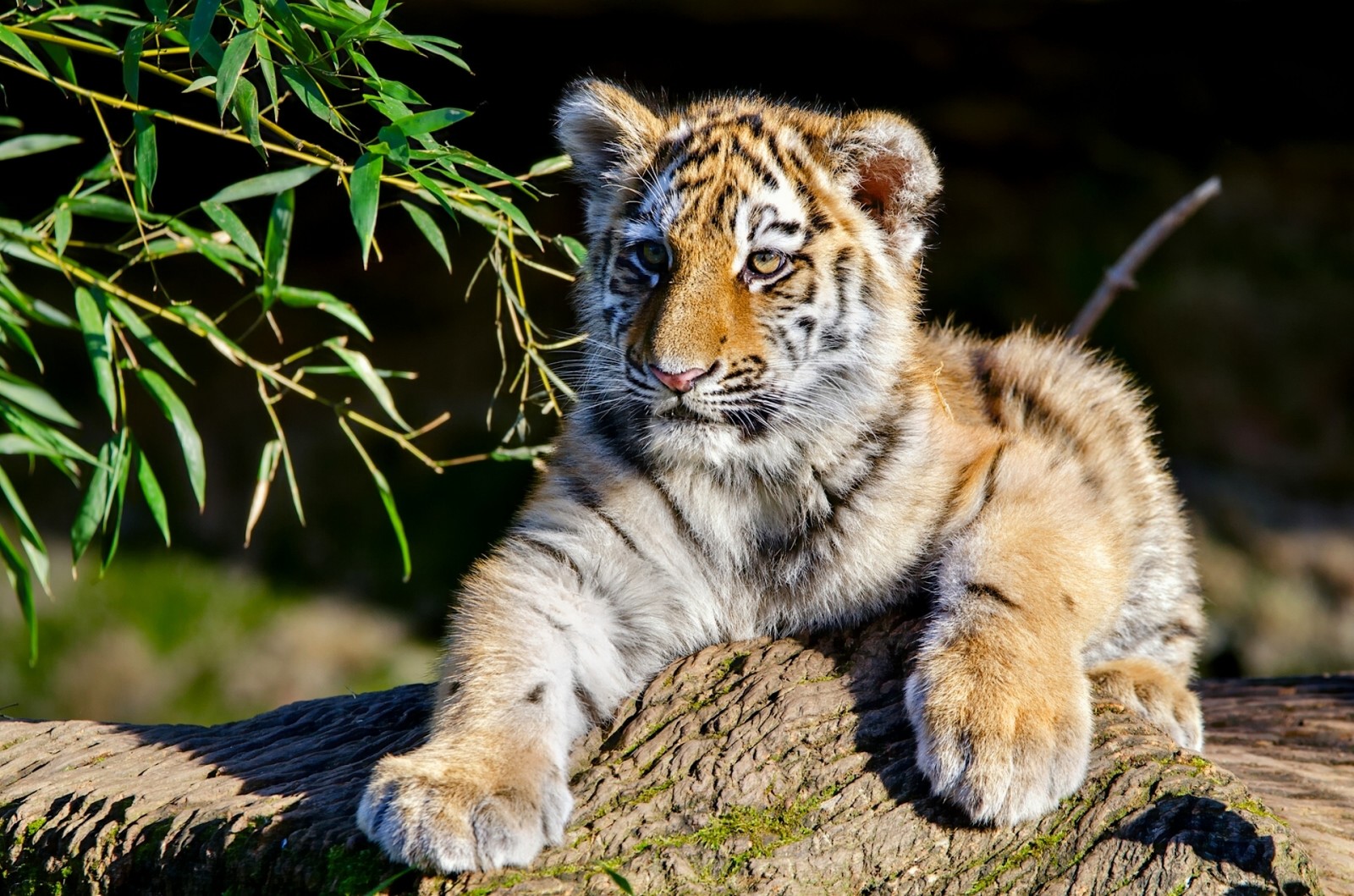 galhos, filhote, gatinha, tigre, o tigre de Amur