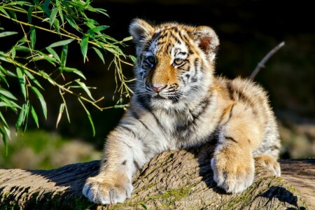 branches, cub, kitty, the Amur tiger, tiger