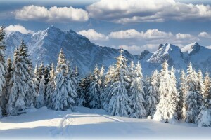 skön, moln, skog, bergen, natur, himmelen, vinter-