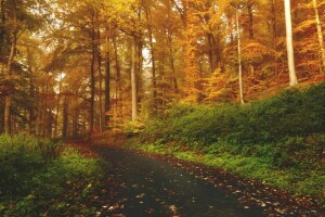 l'automne, Tomber, forêt, herbe, feuilles, la nature, chemin, Piste