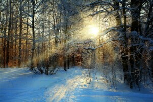 bellissimo, freddo, foresta, paesaggio, natura, simpatico, sentiero, strada