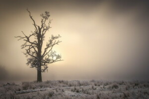 brouillard, Matin, arbre