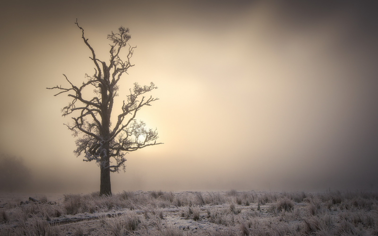 arbre, Matin, brouillard