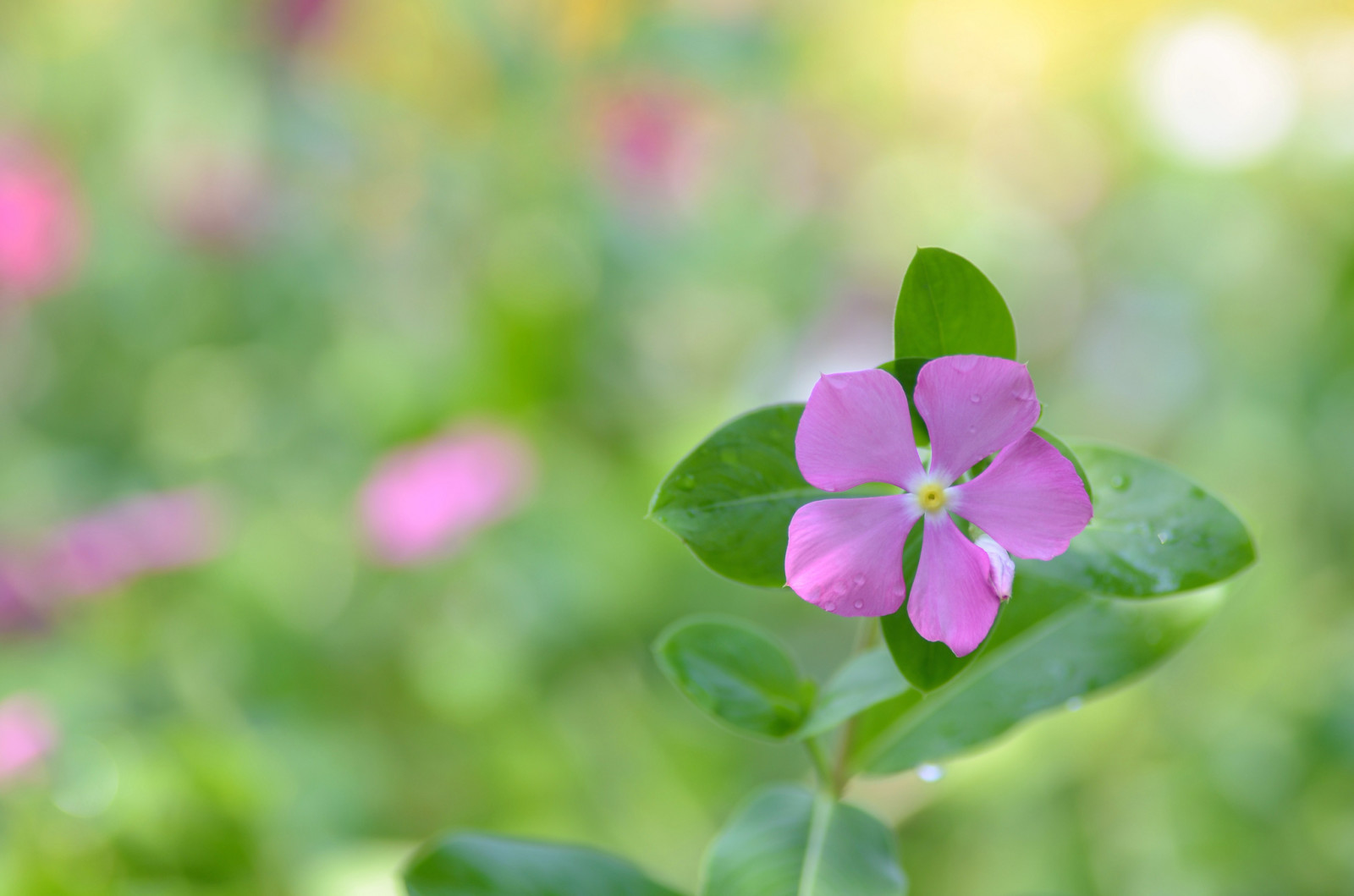 campo, folhas, flor, Prado, pétalas