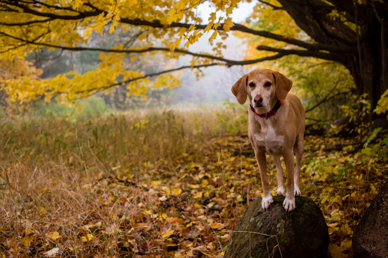 Regardez, chien, chaque