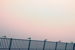 aves, barandillas, el cielo