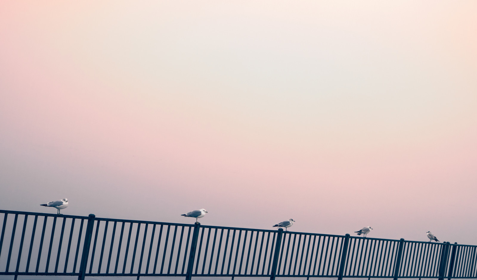 the sky, birds, railings