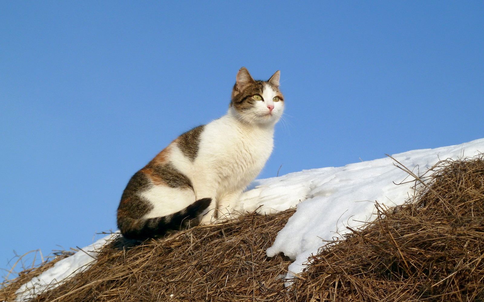 neve, natureza, gato