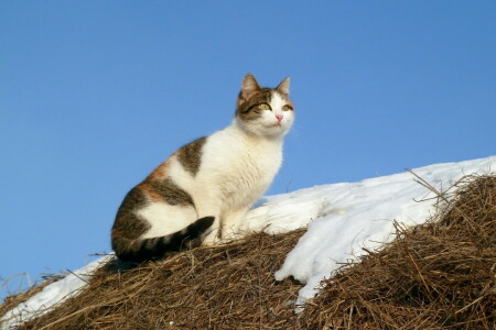 chat, la nature, neige