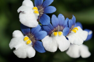 Hintergrund, Blau und weiß, Blumen