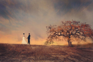 campo, par, la novia, el novio, el cielo, árbol, vestido de novia