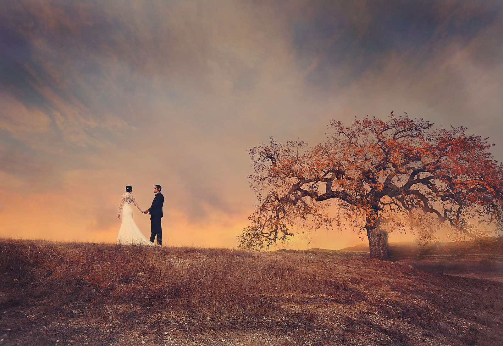 árvore, o céu, campo, par, a noiva, vestido de casamento, o noivo