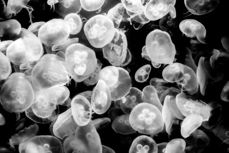 jellyfish, jellyfish. Aquarium Berlin, underwater world