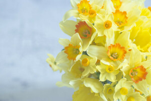 antecedentes, ramo de flores, narcisos