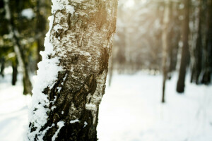 schors, berk, sneeuw, de zon, boom, winter