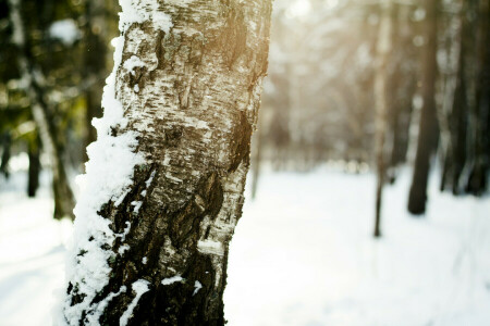 ladrar, abedul, nieve, el sol, árbol, invierno