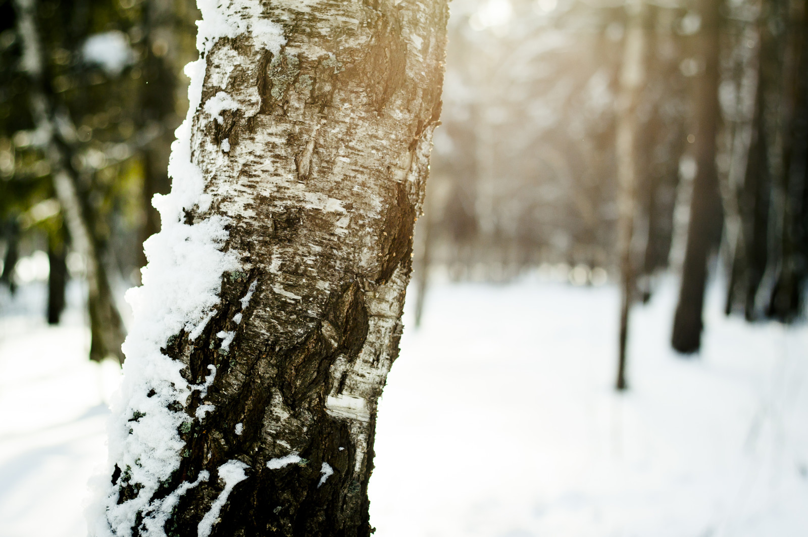 snow, tree, winter, the sun, bark, birch