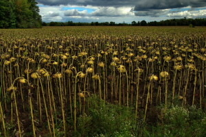 landschap, natuur