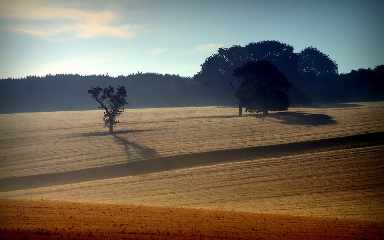 landschap, veld-, mist