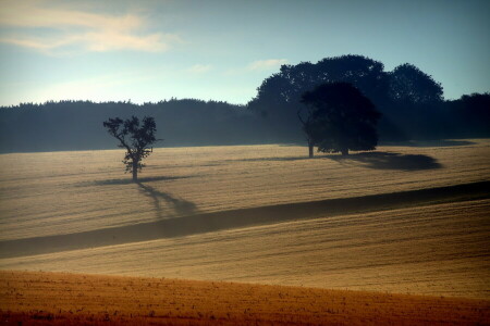 champ, brouillard, paysage