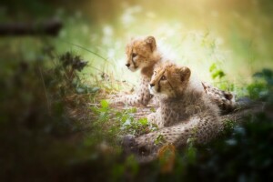 a couple, blurred background, bokeh, cats, cheetahs, cubs, Duo, faces