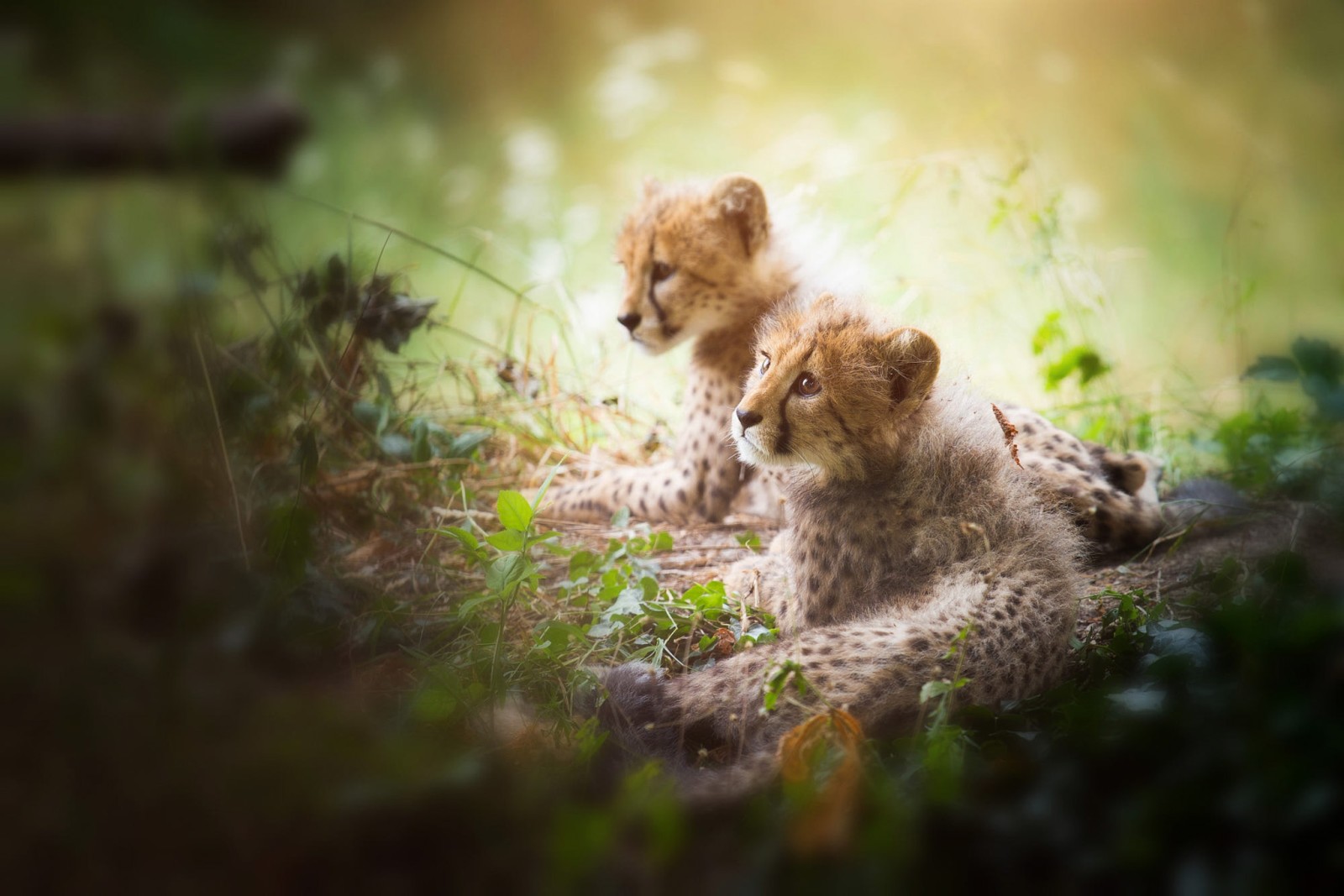 Regardez, lumière, la nature, pose, bokeh, paire, chats, deux