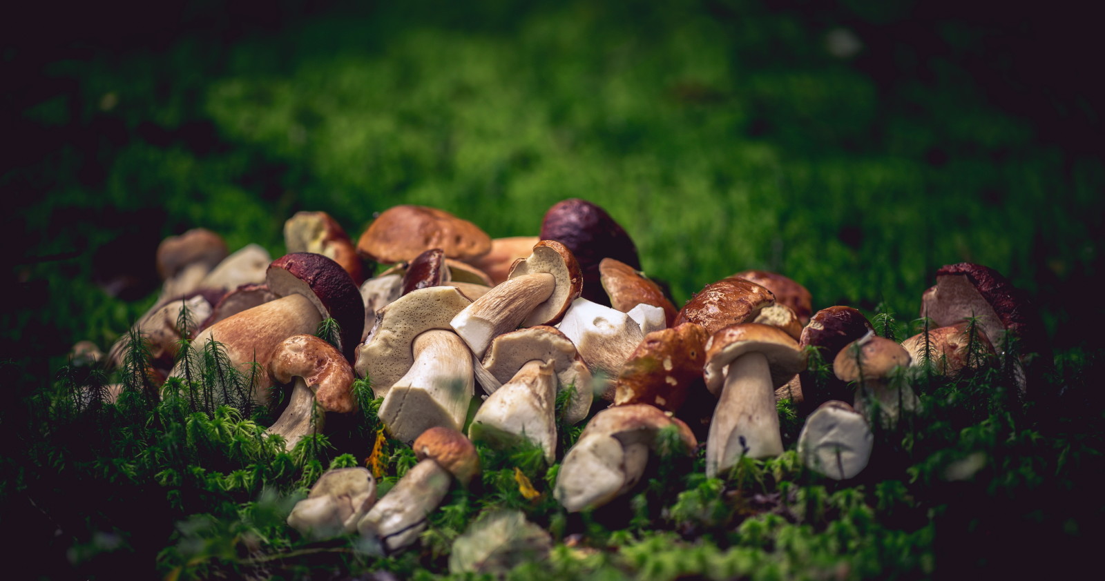 foresta, natura, funghi