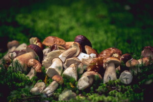 forest, mushrooms, nature