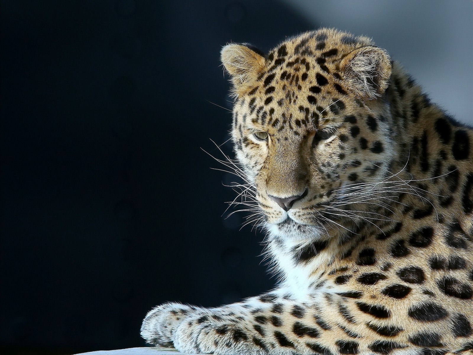 retrato, hermoso, Leopardo